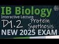 IB Biology D1 2 - Protein Synthesis