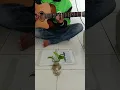 Download Lagu Cover #shorts lagu dangdut. Mbah Dukun - Alam Cipt. Endang Kurnia #gitar #yearofyou #guitarcover