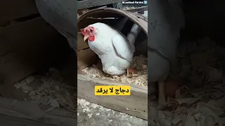 دجاج لا يرقد على البيض 
