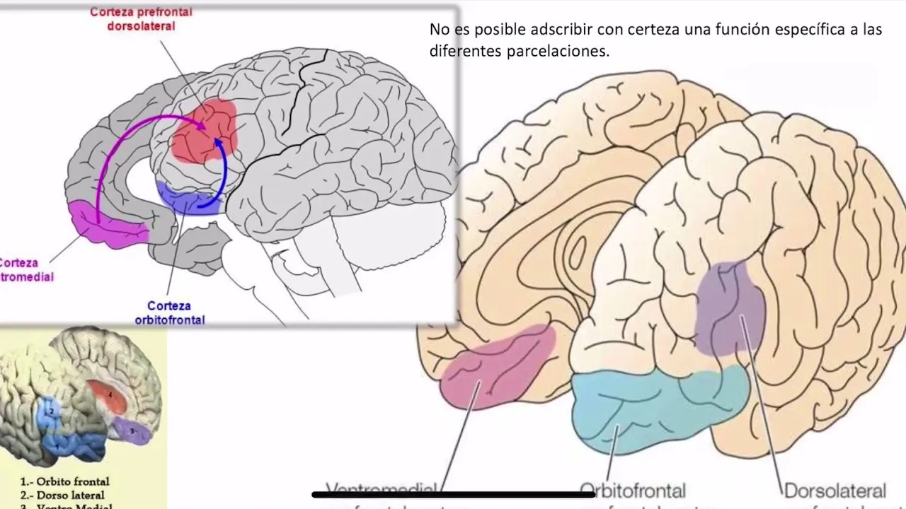Síndromes Prefrontales - Lóbulos frontales - corteza prefrontal