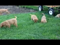 Fox Red Lab Puppies For Sale