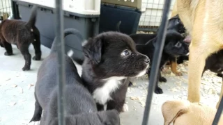 Florida Pointer Rescue adoptable dogs and pups Adopt ME