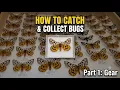 Catching Collecting Bugs Part 1 Essential Gear Budget Setup