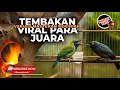Lagu 🔴 Live Cucak Cungkok Super Gacor Full Isian Tembakan vs Srigunting Abu Abu Gacor Isian Mewah