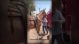 لما الحصان يتجوز الحمار شوف بيطلع ايه ترند  لما الحصان يتجوز الحمار شوف بيطلع ايه ترند