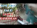 Download Lagu LOVEBIRD PAUD Suara Minor  . . . Cocok Buat Pancingan
