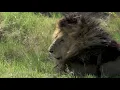 Download Lagu R.I.P ScarFace - The most famous Africa Lion in his last minutes