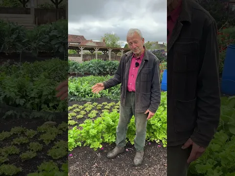Growth of Summer Succession Sowings | No Dig Garden
