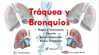Anatomía - Tráquea y Bronquios (Árbol bronquial, Vasos y Nervios, Relaciones)