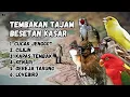 Download Lagu 🔴 MASTERAN DI PAGI HARI MURAI BATU GACOR