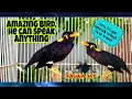Download Lagu BURUNG BEO INI BISA BERBICARA|| PASTINYA BAHASA YANG BAIK DAN BERSUARA AYAM JANTAN BERKOKOK.