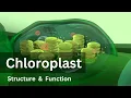 Chloroplast Structure and Function Biology Cell biology
