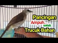 TRUCUK BAHAN OMBYOKAN JADI GACOR.. JAMINAN AMPUH Pancingan trucukan agar bunyi gacor