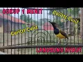 Download Lagu CUIT CUIT UCEKKK UCEKK PANCINGAN EFEKTIF SOGON CEPAT NEMBAK #sogonbahan #sogongacordor #sogokontong
