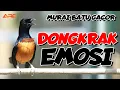Lagu LANGSUNG EMOSI !! PANCINGAN MURAI BATU FIGHTER SEKALI PUTAR MURAI PENDIAM LANGSUNG IKUT GACOR