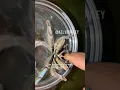 Tarantula Warning Bite