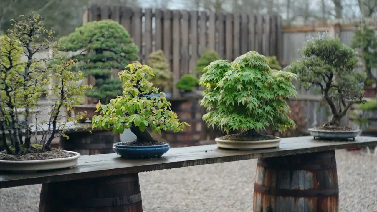 Spring Bonsai Secrets | Behind the Scenes at Eisei-en Bonsai Garden