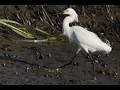 The Basics Tides Currents Charleston SC to Edisto SC