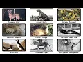 Every Extinct Animal That Might Still Be Alive