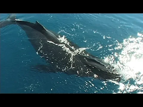 Download MP3 Canto de las ballenas