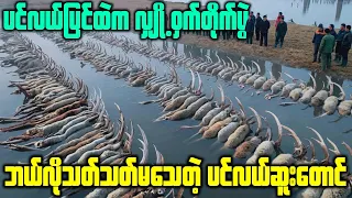 လူသား‌တွေကြောင့် ဖြစ်ပေါ်လာတဲ့ခြိမ်းခြောက်မှုနဲ့ ရေအောက်တောအုပ်ကိုကယ်တင်မယ့် ကနေဒါရဲ့အစီစဉ်!