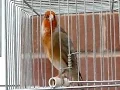 Download Lagu Kicau Burung - Goldfinch Gacor