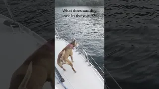 What is my dog staring at #animals #dog #animalfriends