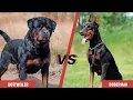 Rottweiler VS Doberman Doberman VS Rottweiler Dog breed comparison