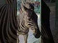 Stan the zebra munching hay and saying hi