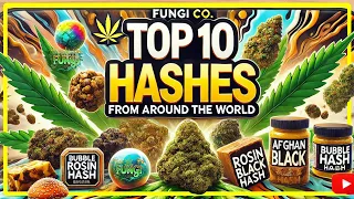 Top 10 Hashes From Around The World FUNGI Co