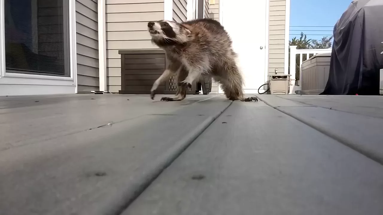 Raccoon vs man with broom