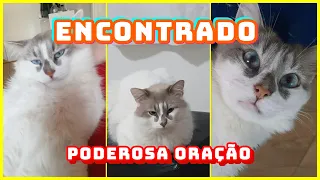 PODEROSA ORAÇÃO PARA ENCONTRAR ANIMAL PERDIDO  (SÃO FRANCISCO DE ASSIS)