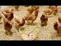 Download Lagu CARA TERNAK AYAM PETELUR TANPA KANDANG AGAR TETAP UNTUNG!