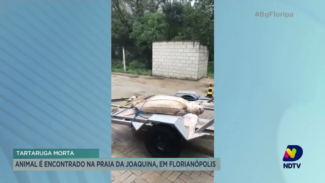 Tartaruga-de-couro é encontrada morta na praia da Joaquina, em Florianópolis