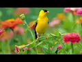 Download Lagu Beautiful Relaxing Hymns, Peaceful piano Music, \