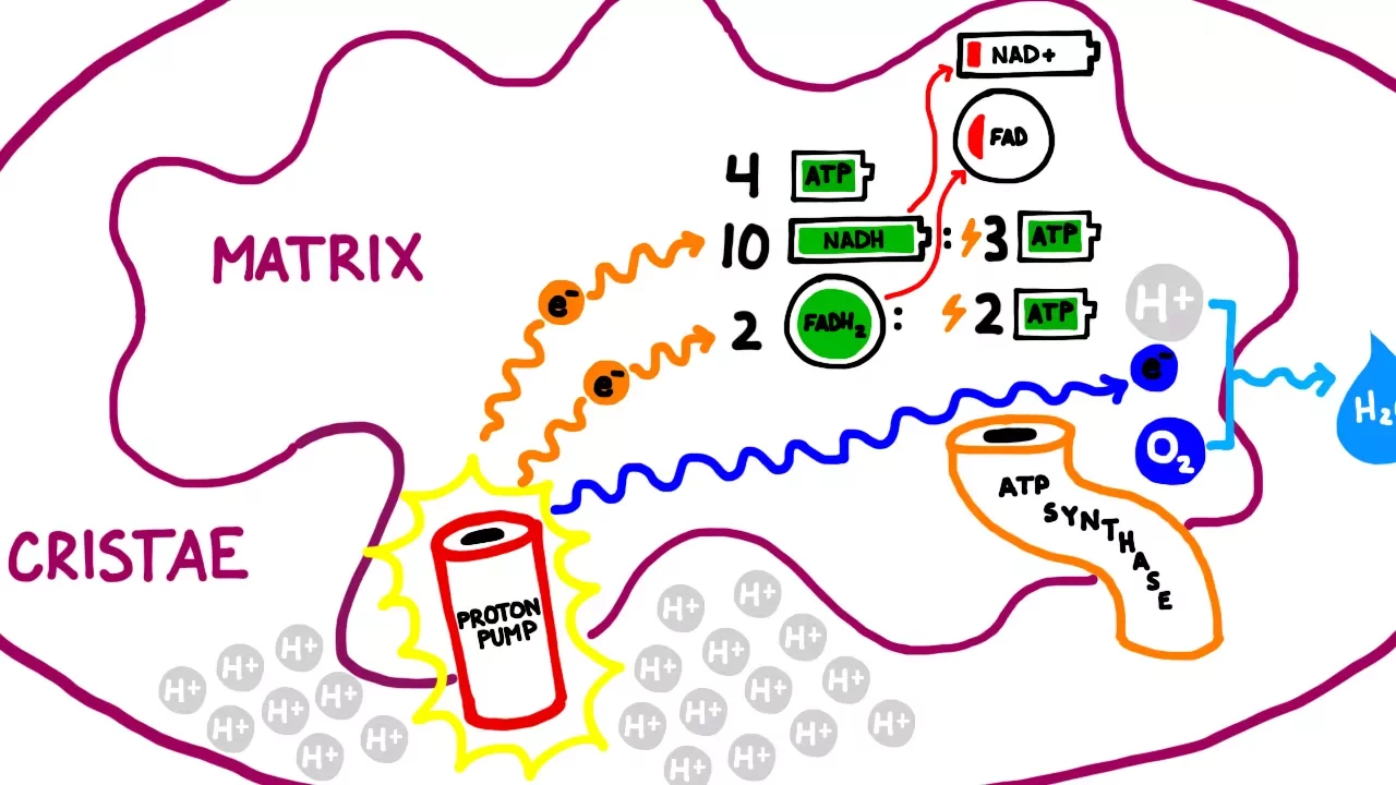 Aerobic Cellular Respiration, the Kreb's Cycle, Electron Transport Chain
