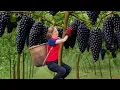 Download Lagu Brave Woman Climbs Tall Tree To Harvest Wild Grapes for Market - Dangerous But Rewarding Rural Life