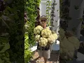 Lagu 10 cauliflowers harvested from one aeroponic tower. #farming #gardening #verticalfarming