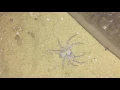 Lagu My Famous Sicarius Terrosus Six Eyed Sand Spider Feeding