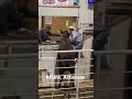 Cow decides to try her hand at auctioneering