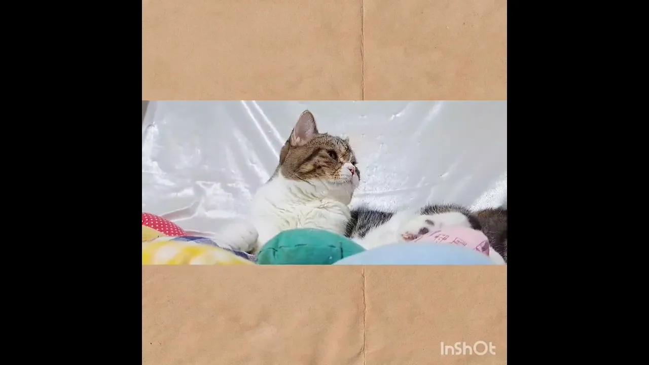 動画