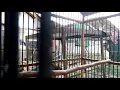 Download Lagu Tembakan burung brinji klabu denggan speed rapet durasi panjang..