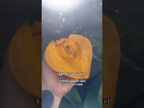 Cake Fruit Eggfruit Canistel Yellow Sapote
