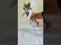 Download Lagu Kucing Joget Aku Titipkan Dia Koplo #shorts