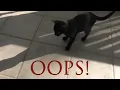 Wheezer has an Oopsie