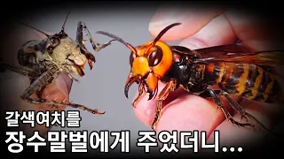 요즘 난리난 갈색여치를 장수말벌에게 주면 생기는 일