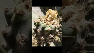 آذان الفجر بصوت الشيخ نصر الدين طوبار إذاعة القرآن الكريم 