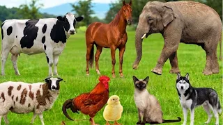 Compilation of adorable animal sounds: Dog, cat, duck, elephant, cow, sheep - Farm animal sounds