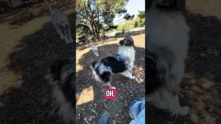 Dog park !! #fyp #dream #youtube #doberman #pets