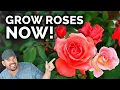 Growing Roses A Complete Beginner s Guide